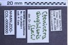 Etiketten zu Liotrichus  falsificus  (NHMW-ZOO-COL-0008000)